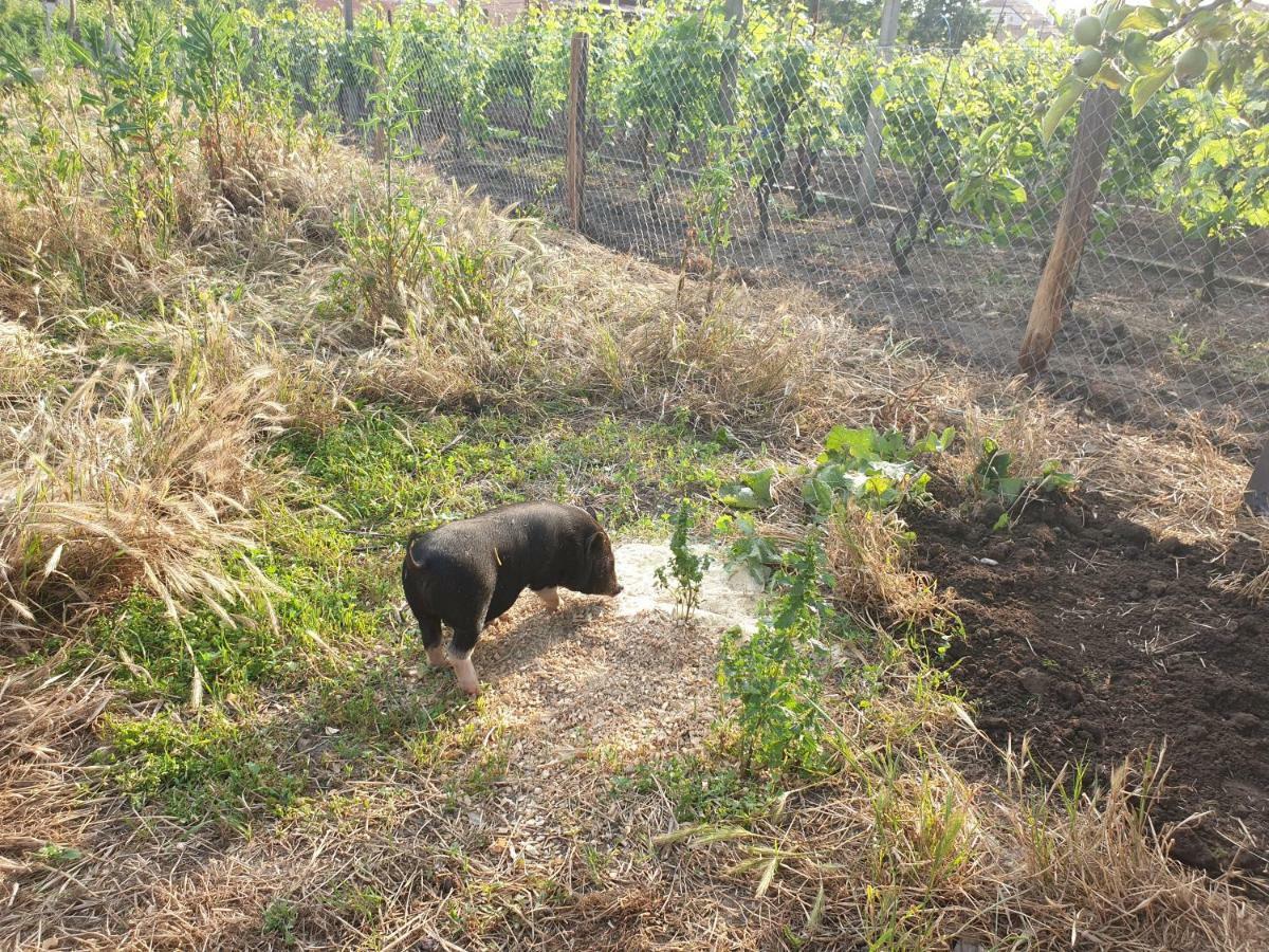 Penzion Jako Vino Bulhary Exterior foto